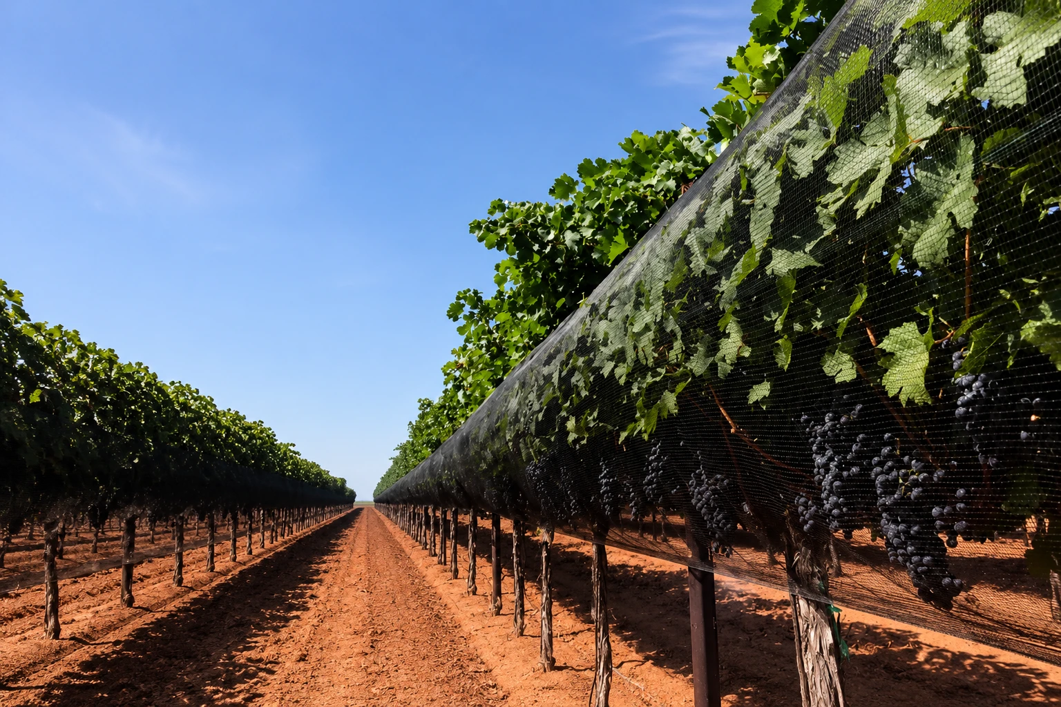 Protitocna Zascita Vinograda Jacket System Mreze Proti Toci
